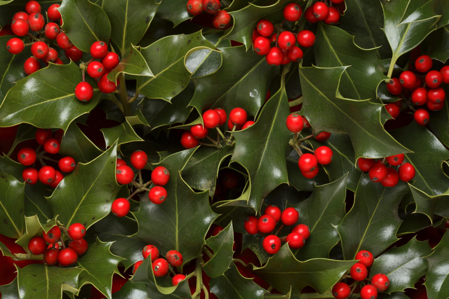 Shiny green holly leaves with vibrant red berries, arranged densely, creating a festive and textured holiday-themed background.