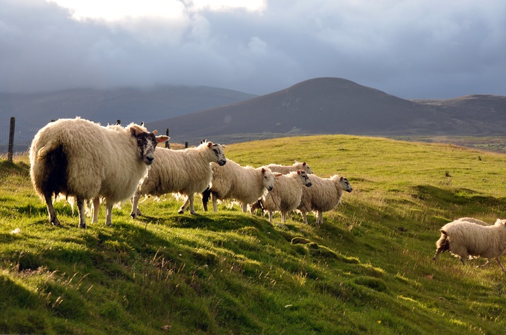 Sheep graze on a sunlit, grassy hill with a backdrop of cloudy skies and distant mountains, creating a serene rural landscape.
